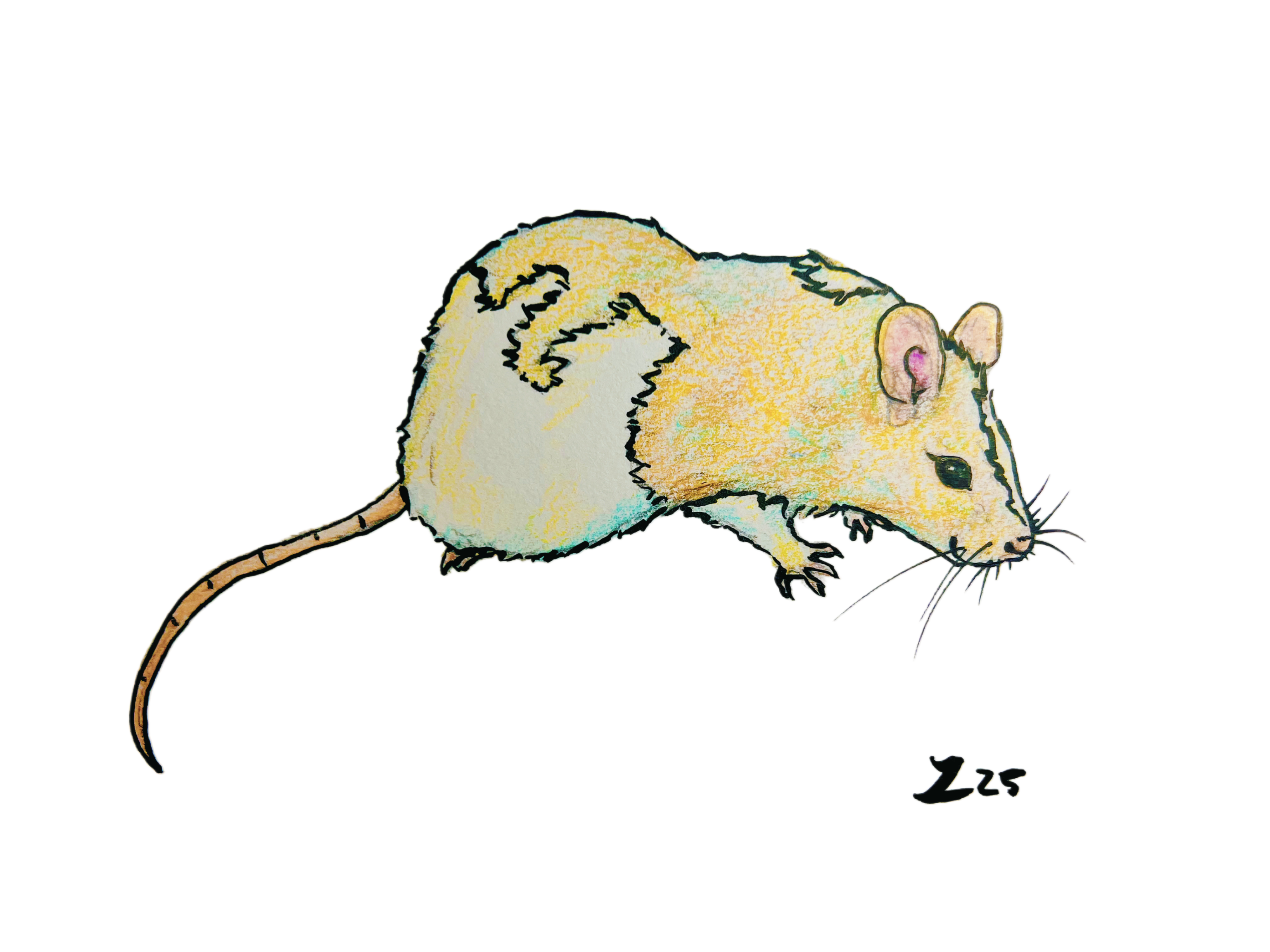 drawing by zarathustra