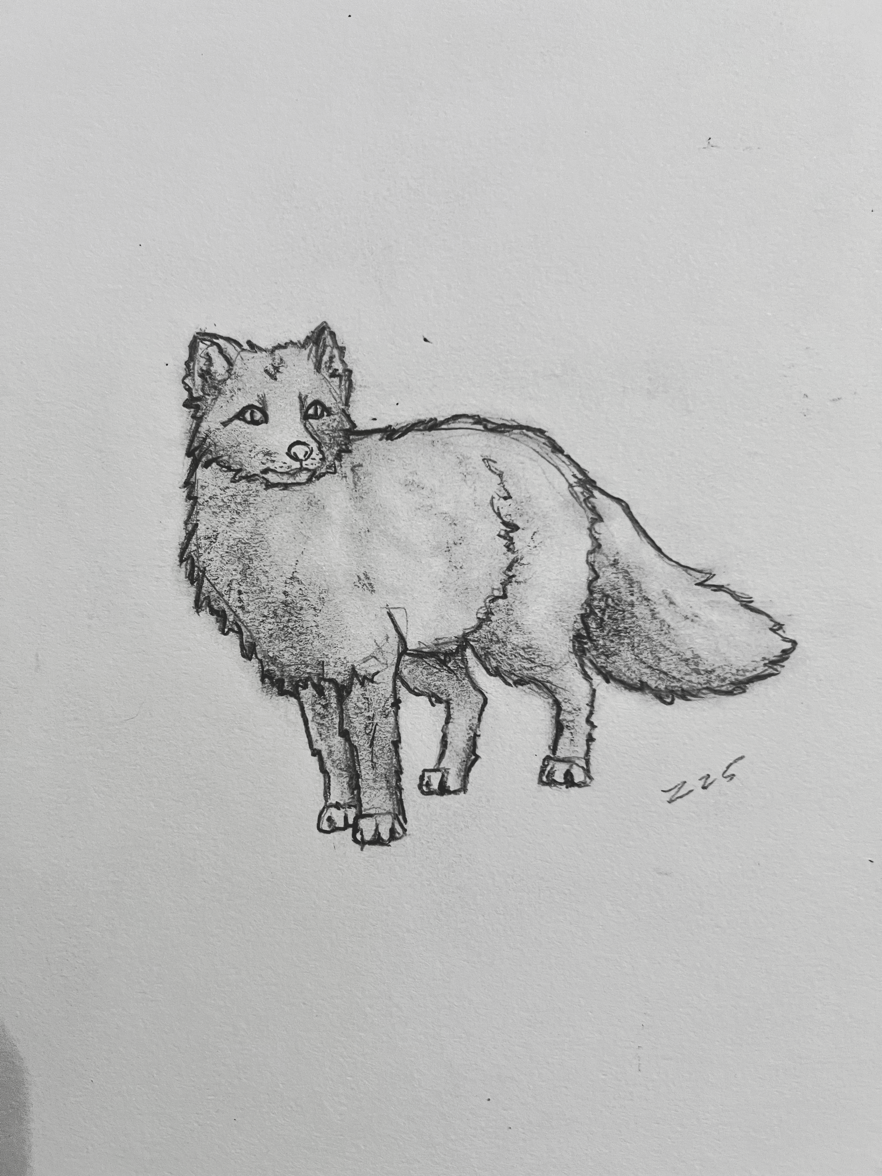 fox drawing by zarathustra